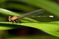 Damsel Fly (Zygoptera) Royalty Free Stock Photo
