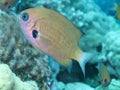 Damselfish, Agile Chromis Royalty Free Stock Photo