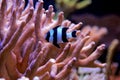 Four Stripe Damselfish - Dascyllus melanurus Royalty Free Stock Photo