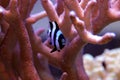 Four Stripe Damselfish - Dascyllus melanurus