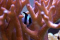 Four Stripe Damselfish - Dascyllus melanurus