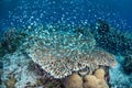 Damselfish Over Coral Reef Royalty Free Stock Photo