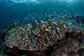 Damselfish Over Corals in Raja Ampat Royalty Free Stock Photo