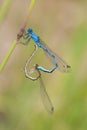 Damselflies with a heart Royalty Free Stock Photo