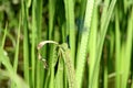 Damselflies are insects of the suborder Zygoptera