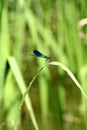 Damselflies are insects of the suborder Zygoptera