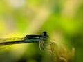 Damselflies are insects of the suborder Zygoptera in the order Odonata. They are similar to dragonflies, in indian village