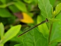 Damselflies are insects of the suborder Zygoptera in the order Odonata. They are similar to dragonflies, in indian village garden