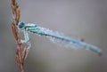 Damselflies are insects of the suborder Zygoptera in the order Odonata.