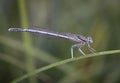 Damselflies are insects of the suborder Zygoptera in the order Odonata. Royalty Free Stock Photo