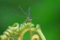 Damselflies perch on green leaves Royalty Free Stock Photo