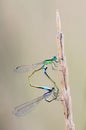 Damselflies procreating Royalty Free Stock Photo