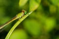 Damselflies, insects, nature, natural