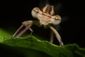 Damselfly Royalty Free Stock Photo