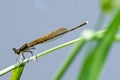 Damselfly Royalty Free Stock Photo