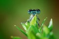 Damselfly