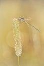 Damselfly on the bright side