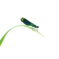 A damselfly Calopteryx haemorrhoidalis on a leaf isolated on white background Royalty Free Stock Photo