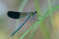 Damselfly Calopteryx splendens on a blade of grass in the river