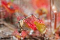 Damselfly caught by carnivorous plant
