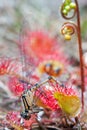 Damselfly caught by carnivorous plant Royalty Free Stock Photo