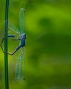 Damselfly caught by spider Royalty Free Stock Photo