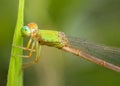 Damselfly