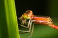 Damselfly Royalty Free Stock Photo