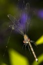 Damselfly CloseUp Royalty Free Stock Photo