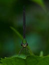 Damselfly closeup Royalty Free Stock Photo