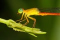 Damselfly closeup Royalty Free Stock Photo