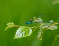 Damselfly