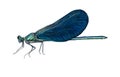 Damselfly Royalty Free Stock Photo