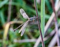 Damselfly, possibly Lestes rectangularis, a species of damselfly of the spreadwings. Royalty Free Stock Photo