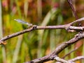 Damselfly, dragonfly possibly Ischnura perparva, the western forktail, a species of narrow-winged damselfly