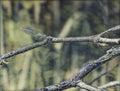 Damselfly, dragonfly possibly Ischnura perparva, the western forktail, a species of narrow-winged damselfly