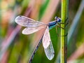 Damselfly, dragonfly, possibly Lestes tridens, species of damselfly, spreadwings.