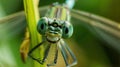 damselfly eyes macro shot ultra realistic greenish color with blur background bokeh camera effect