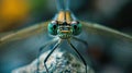 damselfly eyes macro shot ultra realistic greenish color with blur background bokeh camera effect