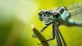 damselfly eyes macro shot ultra realistic greenish color with blur background bokeh camera effect