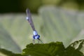 Damselfly Face Closeup Royalty Free Stock Photo