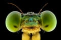 Damselfly face extreme close up macro photography Royalty Free Stock Photo