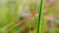 Damselfly on grass macro photography. close up.