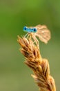 Damselfly on a green background close-up Royalty Free Stock Photo