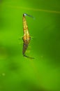 A damselfly in green background Royalty Free Stock Photo