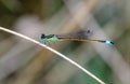 Damselfly I Royalty Free Stock Photo