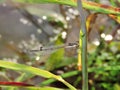 A damselfly imitating grass Royalty Free Stock Photo