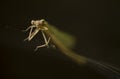 Damselfly insect in a web Royalty Free Stock Photo