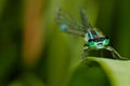 Damselfly on a leaf