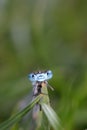 Damselfly on leaf